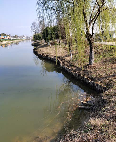 上海河道木桩