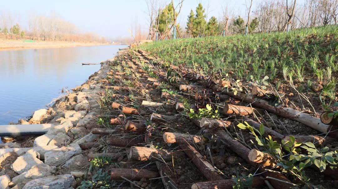 上海南四湖流域丰沛运河生态修复提升项目