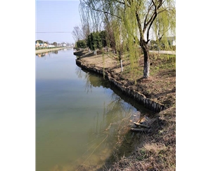 上海上海河道木桩