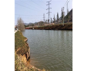 上海上海河道木桩