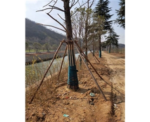 上海上海绿化支撑杆